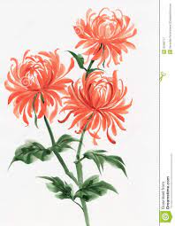 Orange Chrysanthemum Flower Drawing Flower Painting Chrysanthemum Watercolor