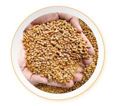 Is a company based in malaysia, with its head office in kuala lumpur. Mfm Dindings Poultry