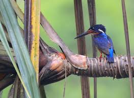 Tetapi tengkek berbeda dari tengkek buto (tiong lampu. Hidupan Liar Rer Raja Udang Meningting Restorasi Ekosistem Riau Rer Ecological Restoration Protect And Restore Ecosystems