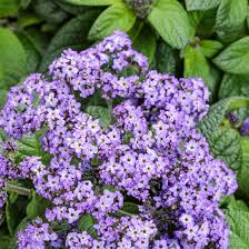 Image result for Heliotropium lineare