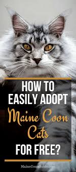 Take the free mock test for cat. Pin On Dogs
