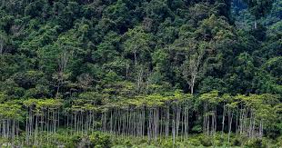 ‫غابة‬‎ ile ilgili görsel sonucu