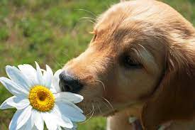 Things that make you go aww! Puppies And Flowers Cute Puppies Photo 41482978 Fanpop Page 6