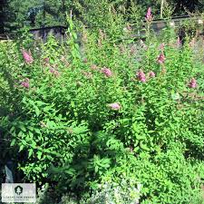 Image result for Spiraea billardii