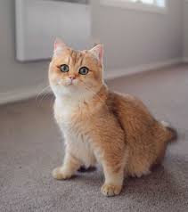 British shorthair, golden tabby chinchilla, varsta 2 luni, scottish fold blue fetita 3 luni vaccin purevax cel mai complex, deparazitare drontal cat, carnet de sanatate, educati la litiera, hran. Black Golden Chinchilla British Shorthair Off 72 Www Usushimd Com