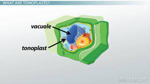Food vacuoles are found in cells of plants, protists, animals and fungi. Tonoplast Definition Function Video Lesson Transcript Study Com