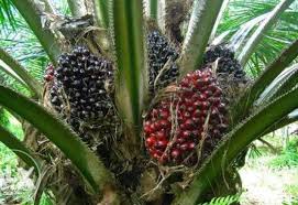 Pada pembahasan sebelumya sudah membahas tentang tumbuhan monokotil secara lengkap. Tumbuhan Monokotil Ciri Ciri Contoh Dan Gambarnya Teks Co Id