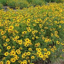 Image result for Rudbeckia hirta