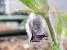 Image result for Indigofera ischnoclada