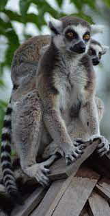 About Wild Animals Lemur Mother And Child Lemur Tropical Animals Animals Wild