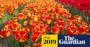 Shop flowers with the best service, discounts, and pricing available. No Deal Brexit Could Stem The Supply Of Mother S Day Flowers Brexit The Guardian