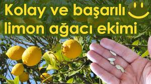 Limon Cekirdegi Ekimi Limon Agaci Nasil Yetistirilir En Basarili Yontem Youtube Limon Gozler Agac