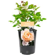 Not to mention, your first (paper) wedding anniversary is suddenly looking a whole lot better! Paper Wedding Rose 1st Wedding Anniversary Gift