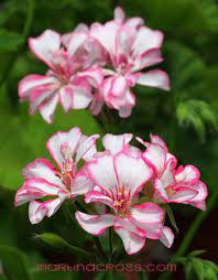 Pelargonie Pelargonium Pelargoner Harlekin Picotee Scented Geranium Geraniums Flowers