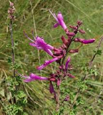 Image result for Secamone delagoensis