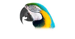 Bird Beaks Different Types Of Beaks Dk Find Out