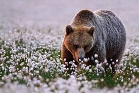Tiny puppies, toddlers walking hand in hand and many more. Bear In Spring Wallpapers Wallpaper Cave