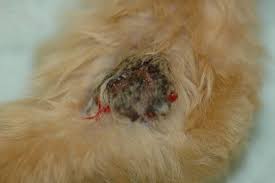 According to the american cancer society, just over 100,000 new cases of skin cancer are diagnosed in the united states each year. Cancer In Dogs And Cats Whiskerdocs