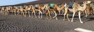 Si vas a lanzarote creo que es una de las cosas que no te puedes perder. Timanfaya Camel Ride Lanzarote