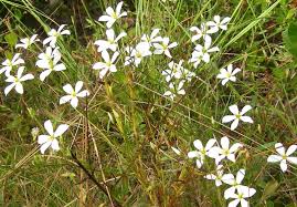 Image result for Volusia resupinata