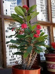 Download this free picture about cactus red flower green from pixabay's vast library of public domain images and videos. Ils Peuvent Venir Les Tigres Avec Leurs Griffes Crown Of Thorns Euphorbia Milii Crown Of Thorns Plant Crown Of Thorns Plants