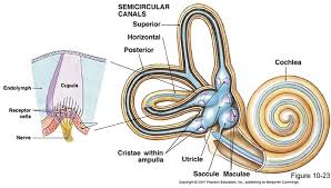 9th march 202025th february 2019 by kirana. Sistem Koordinasi Indera Pada Manusia
