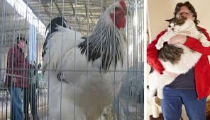 Cea mai mare vaca din lume: Cele Mai Mari Animale Domestice Din Lume Galerie Foto Atlas Geografic