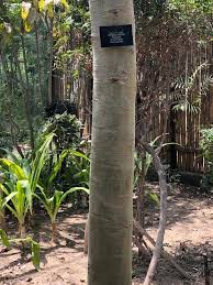 Image result for Albizia procera