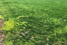 Besides being impressive, turf that is deep green in color is healthy yellow lawns generally lack key nutrients such as iron and nitrogen. March News From Fairway Green Fairway Green