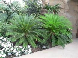 Cycas Revoluta Palmier Agave Aloe Yucca Phormium Plantes Exotiques Pepinieres Morbihan Les Pepinieres Eric Duva Plante Exotique Jardin Tropical Yucca