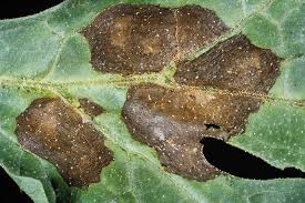 Image result for Cercospora hydrangea