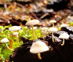 Image result for Strobilurus conigenoides