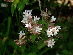 Image result for Kolkwitzia amabilis