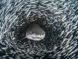 Shark Tornado Spiral