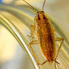 Maybe you would like to learn more about one of these? Pest Control In Buford Proactive Pest Control