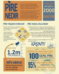 Kedi Ve Kopeklerinizin Dis Parazit Dodo Veteriner Klinigi Facebook