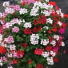 Geranien Mix Gerainbow 12 Jungpflanzen 12 Jumbo Jungpflanzen Blumen Jungpflanzen Volmary Pflanzenshop In 2020 Geranien Balkon Blumen Blumensamen