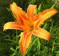 Hemerocallis Wikipedia La Enciclopedia Libre