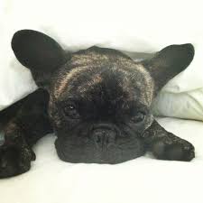 2 Year Old Frank From Sydney Really Really Doesn T Want To Get Out Of Bed Today Baby French Bulldog Cute Animals Super Cute Animals