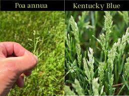 Image result for Poa annua