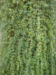 Image result for Jasminum