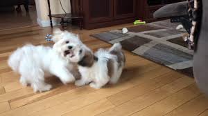 Maybe you would like to learn more about one of these? Maltese Teddybear Bichon And Shih Tzu Puppies Wrestling With Older Dogs Standing By Youtube