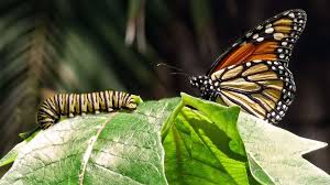 epingle sur bees bugs butterflies