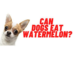 Yes, my or your dog can eat watermelon, watermelon is generally not considered to be poisonous or harmful. Can Dogs Eat Watermelon The Sweet Fruits For Your Pet
