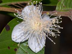 Image result for Stemodiopsis rivae