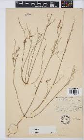 Image result for Crotalaria laburnoides