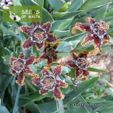 Image result for Ferraria glutinosa