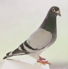 6 cara memilih indukan burung dara berkualitas. Rekomendasi Makanan Burung Merpati Dan Tips Merawatnya Lengkap