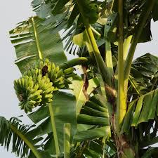 Fruit trees and shrubs can live for many years if they receive proper sunlight, soil, and air circulation. A Life Of A Biologist Native Fruit Bearing Trees Of The Philippines With Notes