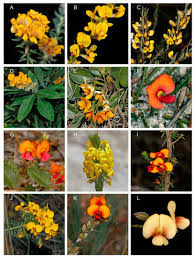 Image result for Indigastrum parviflorum